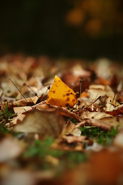 融汇、融通、融合——澳门春节假期观察.