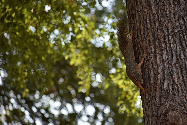 【原创】足彩预测：周六029葡超 博阿维斯VS阿罗卡.