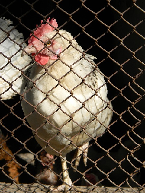 曼聯名宿丹尼士羅去世 奧脫福外銅像三人均已仙逝.